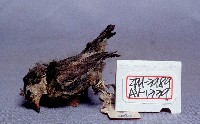 紅胸啄花鳥藏品圖，第4張